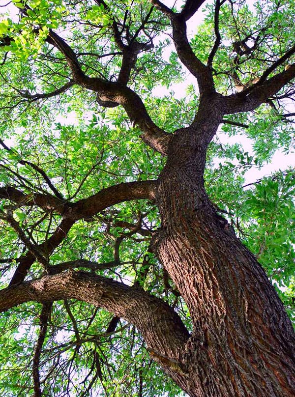 Fairfax Fence in Great Falls Virginia