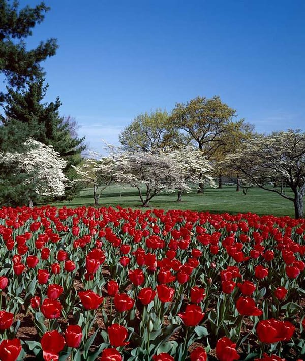 Fairfax Fence in Mclean Virginia